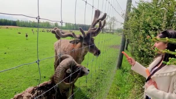 Vrouw Voeden Herten Mouflon Schapen Met Wortel Door Hek Buiten — Stockvideo