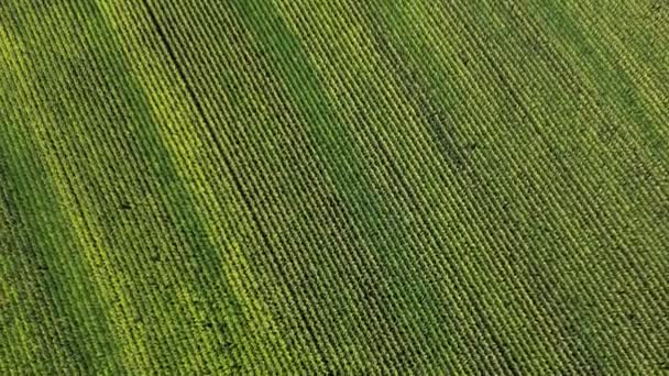 Drone Shot Flying Field Corn America Maize Planted Farm — Stock Video