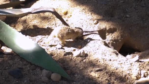 Adorável Pequeno Buraco Escavação Meerkat Solo Arenoso Close Estática — Vídeo de Stock