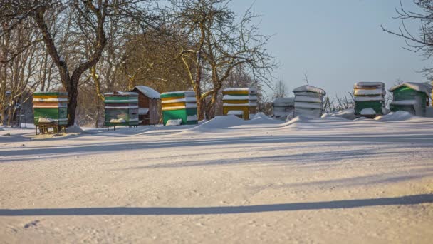 在寒冷的冬日 蜂蜜盒被雪覆盖 时间流逝 — 图库视频影像