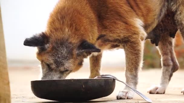 Viejo Perro Comer Sobras Hueso Pescado Cuenco Calle Vietnam — Vídeos de Stock