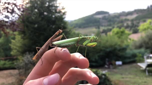 Två Europeiska Bönsyrsor Vilar Upptäcktsresande Italiensk Landsbygd Skog Och Fält — Stockvideo