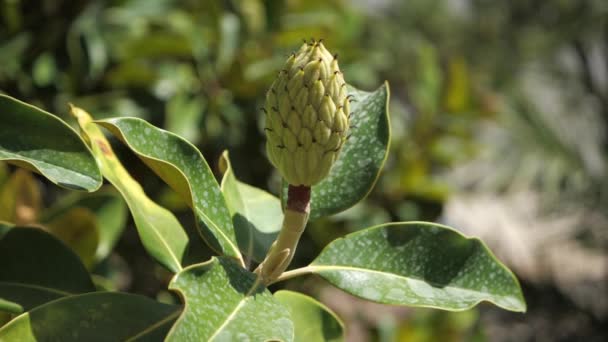 Owoce Drzewa Magnolii Liście Słoneczny Letni Dzień Zamknij Się — Wideo stockowe