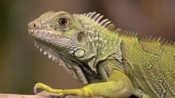 Retrato Uma Iguana Descansando Ramo Com Belo Fundo Embaçado — Vídeo de Stock