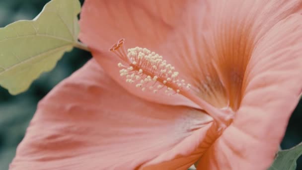 美しい花を咲かせるピンク色のハイビスカスの雌蕊と花弁の詳細風によって少し動いたハイビスカス — ストック動画