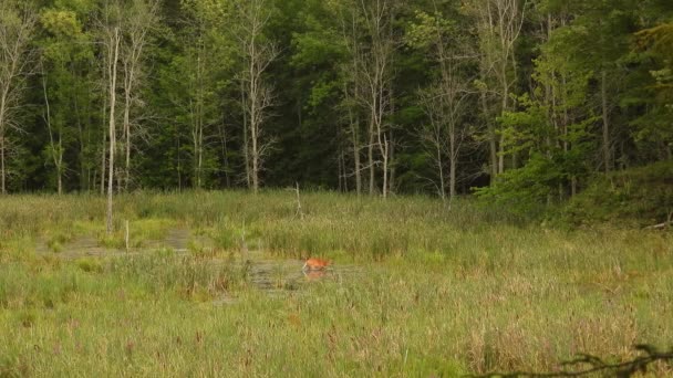 Samica Jelenia Żerująca Samotnie Trawiastych Mokradłach Lesie Szeroka — Wideo stockowe