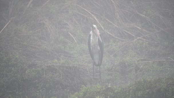 Lesser Adjutant Stork Standing Riverbank Chitwan National Park Early Morning — Stock Video