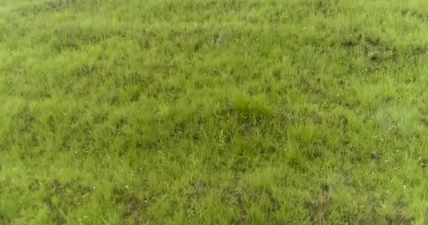 Drone Låg Flygning Går Upp Över Grönt Gräs Till Toppen — Stockvideo