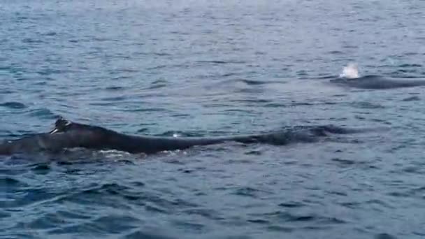 Deux Gros Rorqual Bosse Remontent Respirer Replongent Avec Des Queues — Video