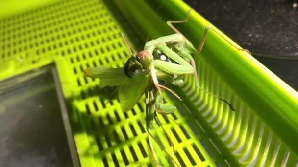 Una Mujer Europea Que Reza Mantis Come Macho Compañero Reproducción — Vídeo de stock