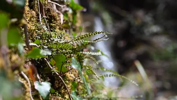 Varens Andere Planten Het Bos Naast Een Rivier Zwitserse Alpen — Stockvideo