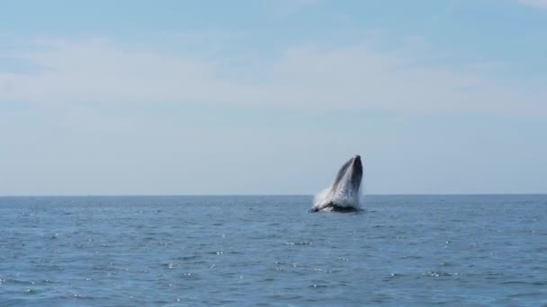 Rorqual Bosse Megaptera Novaeangliae Pénètre Dans Eau Claire Océan Slomow — Video