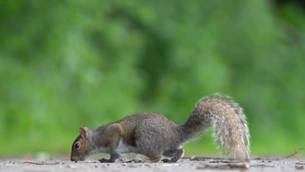 Esquilo Cinzento Comendo Sementes Fora Chão Perto Floresta — Vídeo de Stock