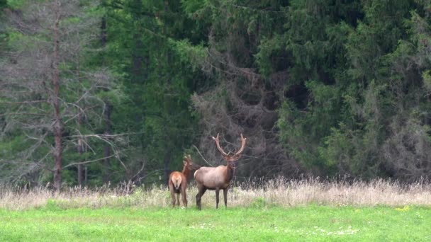 Zwei Elchbullen Grasen Frühen Abend Auf Einer Wiese Hintergrund Die — Stockvideo