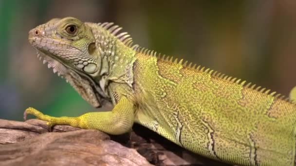Hayvanat Bahçesindeki Bir Dalda Dinlenen Bir Iguananın Görüntüsü — Stok video
