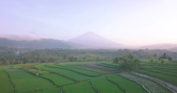 美丽的稻田 背景是巨大的山脉 在阳光普照下 是热带风景的乡村景观 电影无人机拍摄 — 图库视频影像