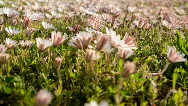 Sudut Rendah Antara Daisy Bergoyang Dalam Angin Padang Rumput Pedesaan — Stok Video