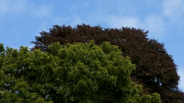 Green Red Trees Gently Blowing Wind Blue Sky British Summer — стокове відео