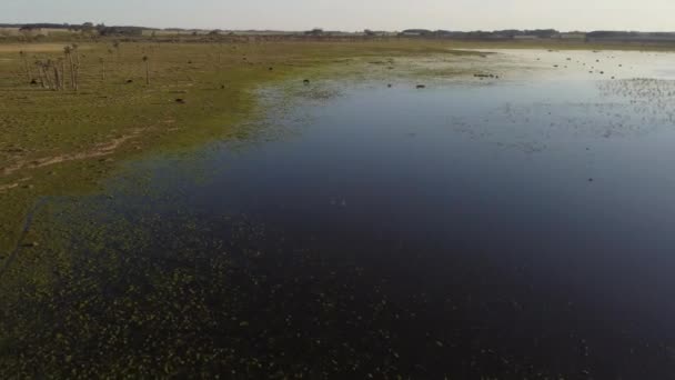 Drohnenflug Über Einer Lagune Uruguay Kühe Wasser Grasen — Stockvideo