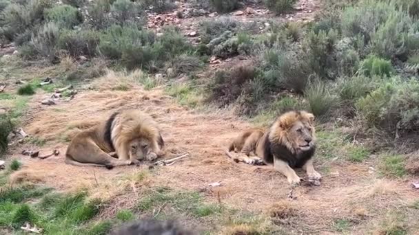 Twee Leeuwen Naast Een Waterput Droog Zacht Gras Het Wild — Stockvideo