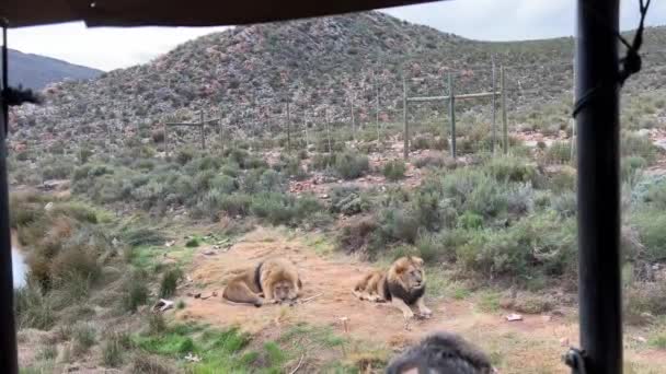 Deux Lions Côté Autre Dormant Tête Entre Les Pattes — Video