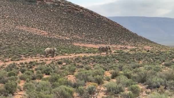 Dva Sloni Kráčející Společně Divočině — Stock video