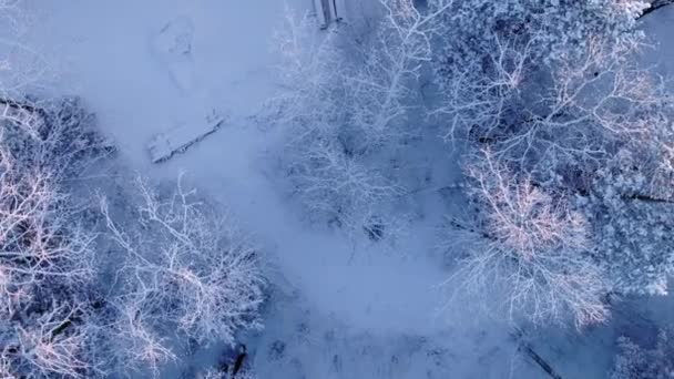 Drone Postrzelony Patrząc Dół Przez Las Pokryty Śniegiem Podczas Wznoszenia — Wideo stockowe