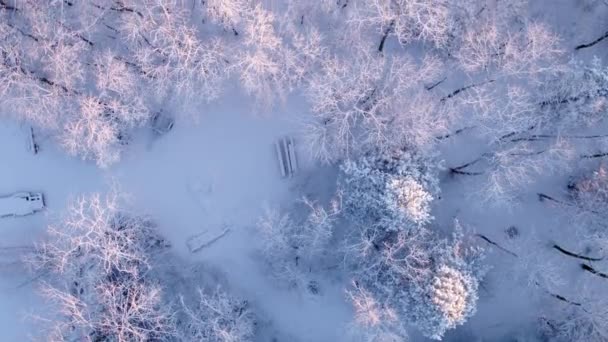 Drone Strzał Patrząc Dół Przez Las Pokryte Śniegiem Podczas Lotu — Wideo stockowe