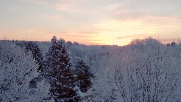 Drone Levantándose Directamente Desde Detrás Árbol Arce Cubierto Nieve Para — Vídeos de Stock