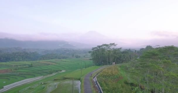 Luftaufnahme Der Indonesischen Wildnis Mit Überfluteten Reisfeldern Und Tropischem Regenwald — Stockvideo
