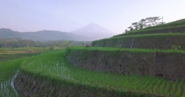 Drohnenaufnahmen Von Wachsenden Reispflanzen Die Sonnigen Tagen Indonesien Mit Wasser — Stockvideo