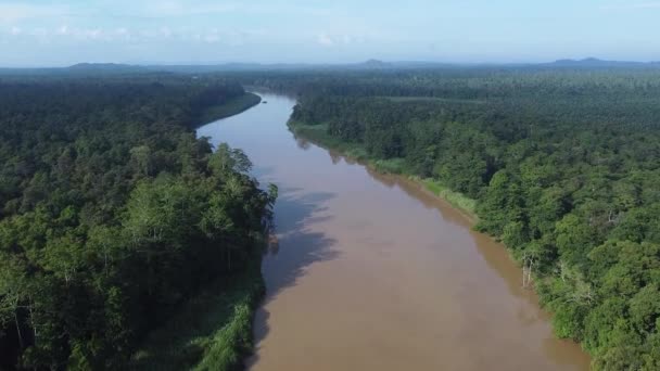 Kinabatang Rivier Borneo Drone Stijgt Rivier Bos Wildernis — Stockvideo