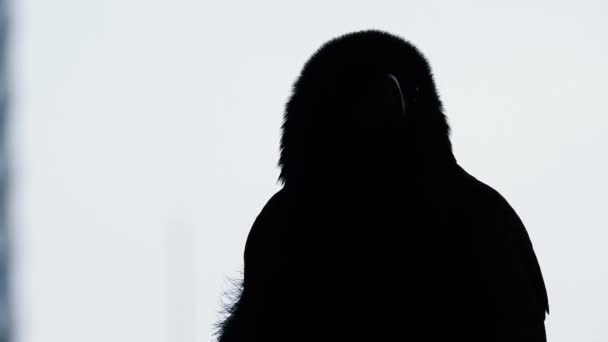 Close Silhouette Crow Observing Having White Background — Stock Video