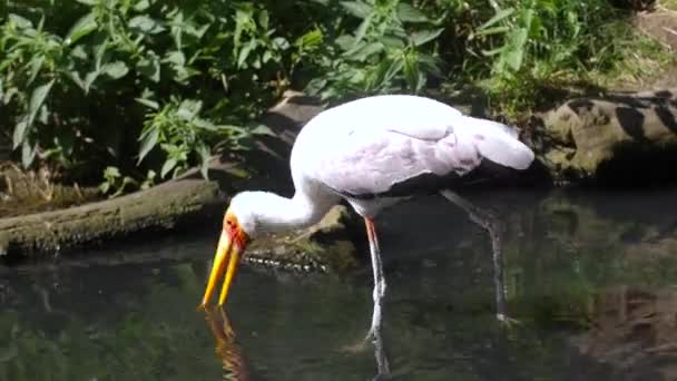 黄嘴鹤在池塘中觅食 — 图库视频影像