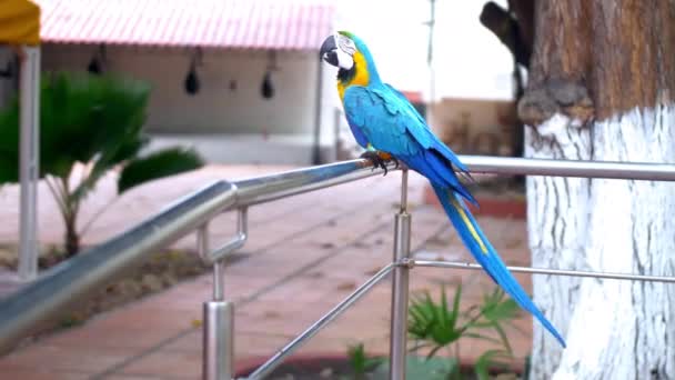 Общий Снимок Красочного Попугая Лежащего Металлическом Заборе — стоковое видео