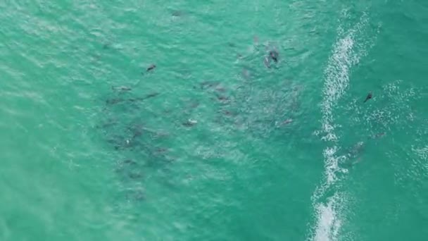 Top Aerial Dolphins Aquamarine Color Water Hermanus — Stock Video