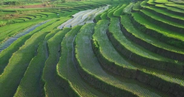 Lanzamiento Drones Arroz Montañoso Inundado Con Agua Durante Crecimiento Luz — Vídeos de Stock