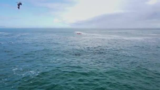 Golfinhos Walker Bay Entretendo Alguns Kayakers Hermanus Aéreo — Vídeo de Stock