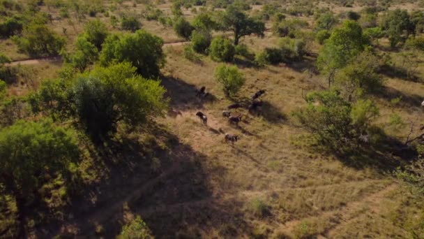 Wildebeest Eland Antelope Shromáždil Divoké Africké Savanna Letecký — Stock video