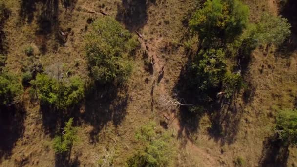 サバンナ保護区でアフリカの野生の群れさまようブッシュ — ストック動画