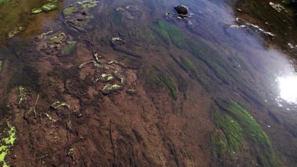 Průzračná Řeka Plná Mechu Starobylými Stavbami Letecký Výstřel Řeky Ardenách — Stock video
