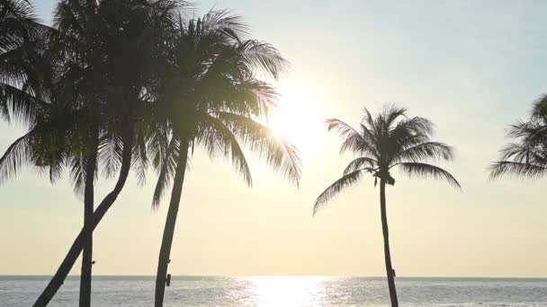 Praia Tropical Hora Dourada Luz Solar Árvores Mar Caribe Horizon — Vídeo de Stock