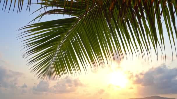 Pálmafa Üres Trópusi Strand Naplemente Napfény Karib Tenger Felett Horizon — Stock videók