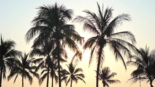 Siluetas Árboles Tropicales Bajo Sol Noche Sobre Mar Caribe — Vídeos de Stock