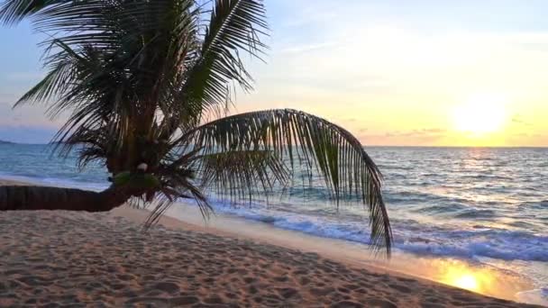 Sunset Tropical Paradise Empty Sandy Beach Ξαπλωμένη Καρύδα Και Καραϊβική — Αρχείο Βίντεο