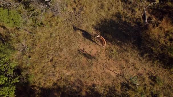 Wild Eland Antelope Pastva Africe Savanna Travnaté Porosty Letecký Top — Stock video