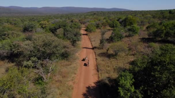 Zebra Couple Walk Dusty Track Vast Savanna Bush Reserve Aerial — Stock Video