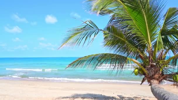 Escena Paradisiaca Tropical Árbol Coco Lying White Sand Turquoise Ocean — Vídeo de stock