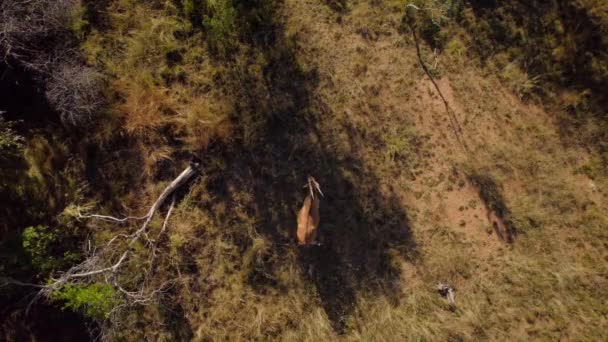 Antílope Alarmado Eland Escapando Savana Selvagem Africana Bush Aéreo — Vídeo de Stock