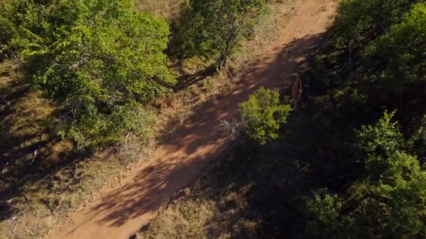 Eland Antelope Schovává Bush Stín Africké Safari Stopy Letecký — Stock video